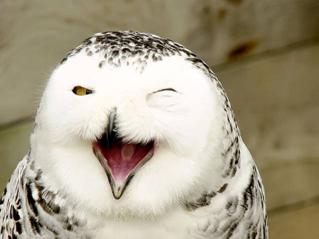 animal_08