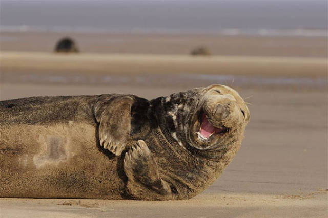 animal_09