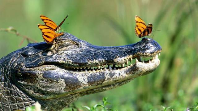 animal_11