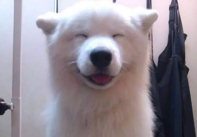 animal_13