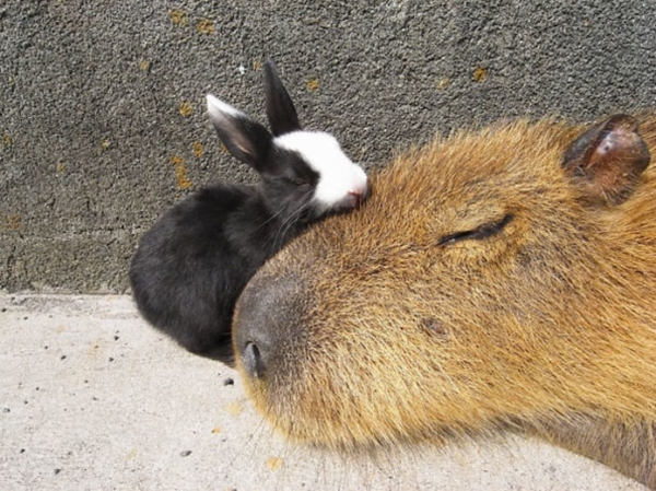capybara-unusual-animal-friendship-35-5703a5979041b__605r