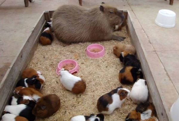 capybara-unusual-animal-friendship-36-5703aa79930a8__605r