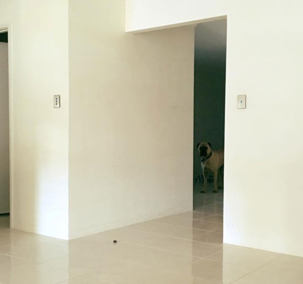 creepy-dog-stalks-owner-cyrus-bullmastiff-lauren-birney-11r