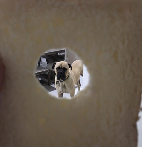 creepy-dog-stalks-owner-cyrus-bullmastiff-lauren-birney-19r