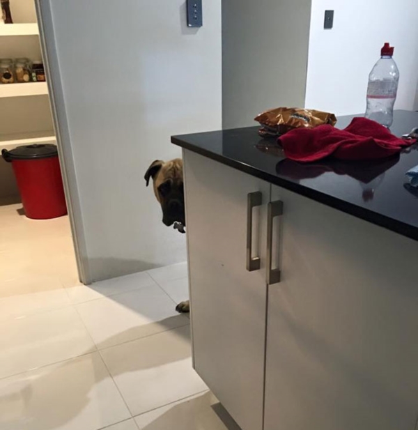 creepy-dog-stalks-owner-cyrus-bullmastiff-lauren-birney-20r