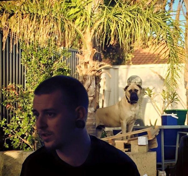 creepy-dog-stalks-owner-cyrus-bullmastiff-lauren-birney-34r