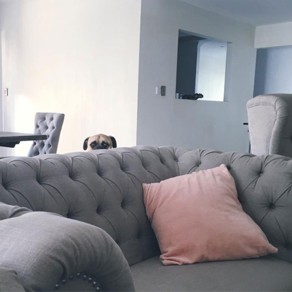 creepy-dog-stalks-owner-cyrus-bullmastiff-lauren-birney-38r