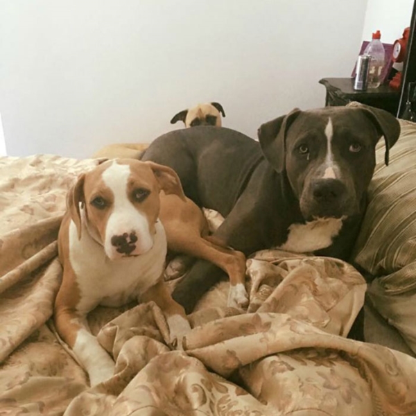 creepy-dog-stalks-owner-cyrus-bullmastiff-lauren-birney-41r
