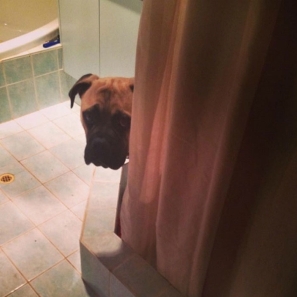 creepy-dog-stalks-owner-cyrus-bullmastiff-lauren-birney-42r