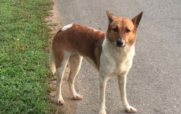 thai-dog-rescue-91_R