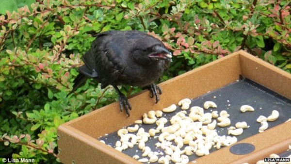 2627735D00000578-2977278-Gabi_and_her_mother_leave_nuts_for_the_crows_on_a_bird_feeder_ab-a-31_1425382670598r