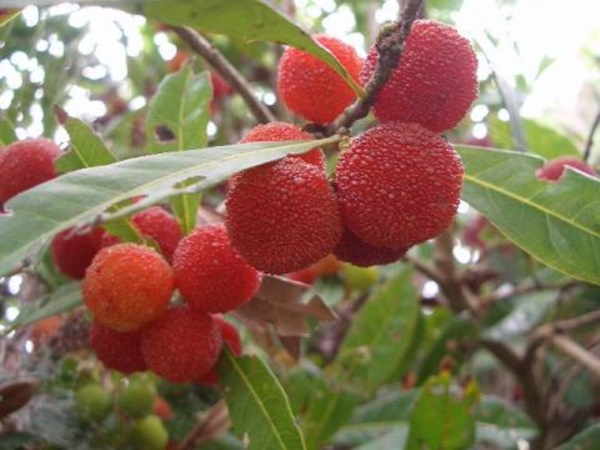 yamamomor