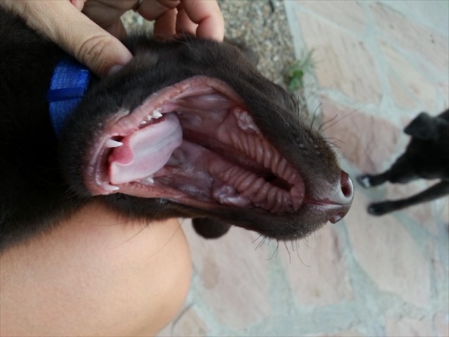 chocolate-cleft-palate_R