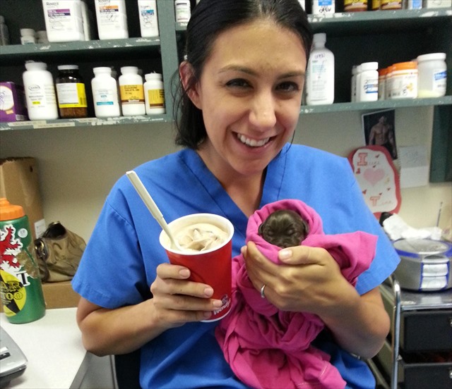 chocolate-lab-milkshake-crop_R