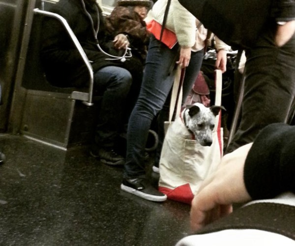 man-with-giant-dog-tote-bag-new-york-subway-3r
