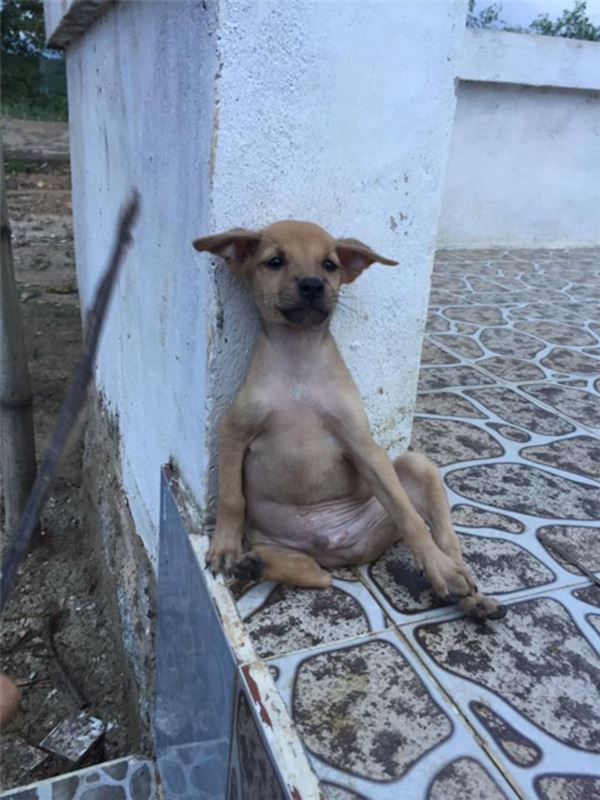 adopted-dogs-cuddle-buddhist-nuns-china-12r