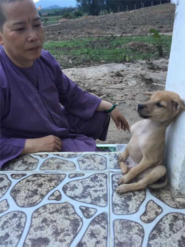 adopted-dogs-cuddle-buddhist-nuns-china-1cr