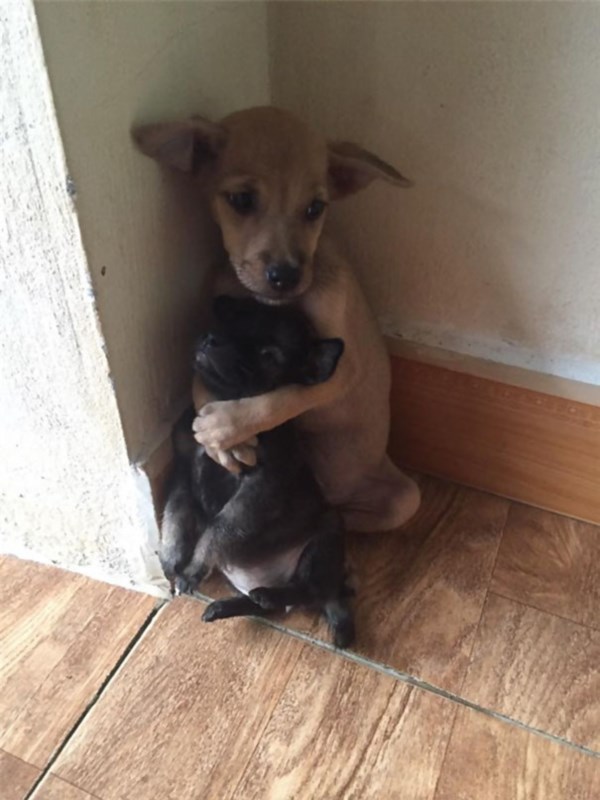 adopted-dogs-cuddle-buddhist-nuns-china-5abr