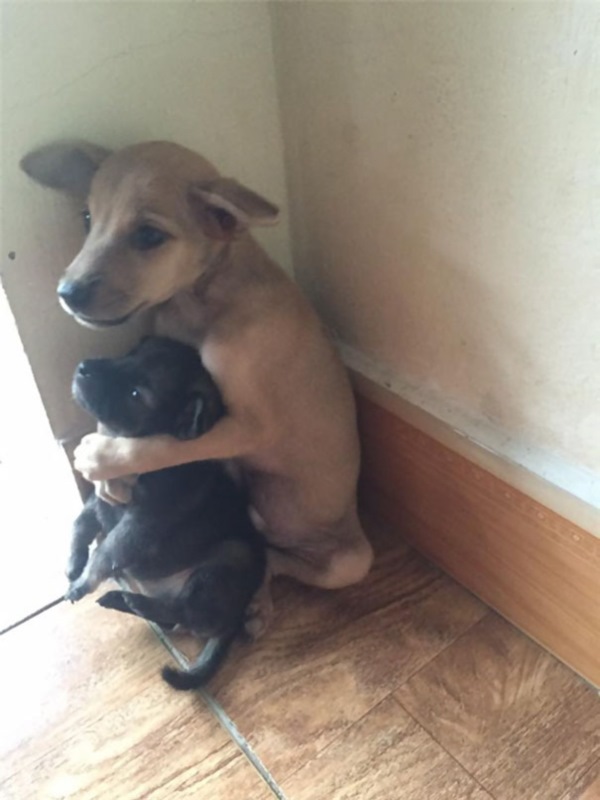 adopted-dogs-cuddle-buddhist-nuns-china-5cr