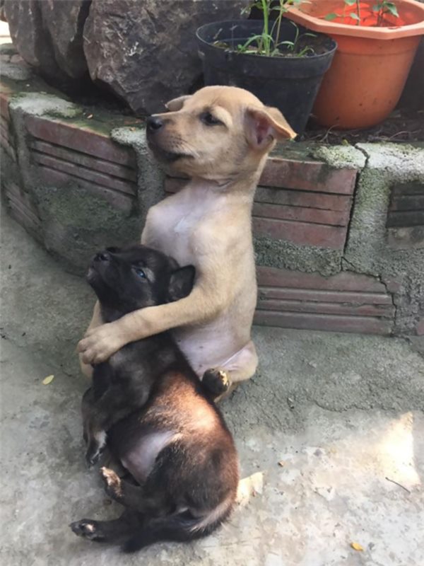 adopted-dogs-cuddle-buddhist-nuns-china-6r