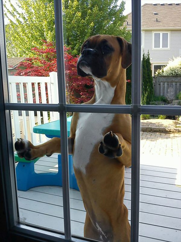 animals-asking-to-go-inside-10__605_R