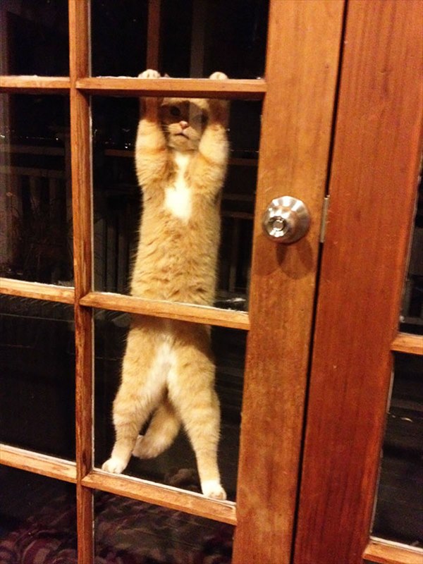 animals-asking-to-go-inside-16__605_R