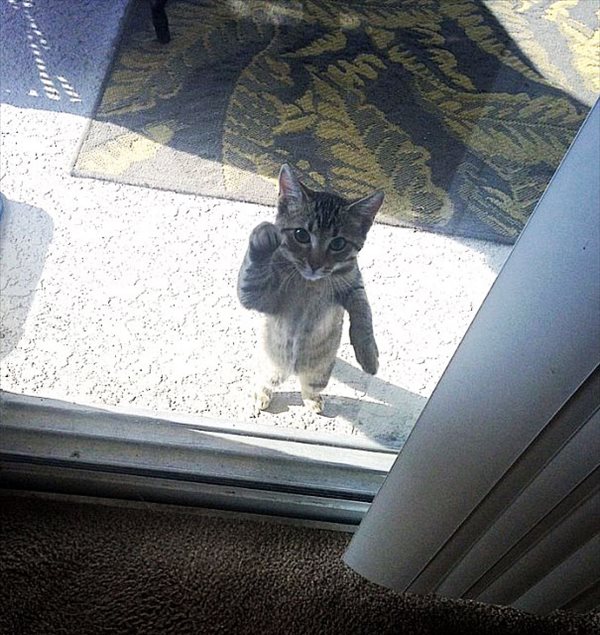 animals-asking-to-go-inside-23__605_R