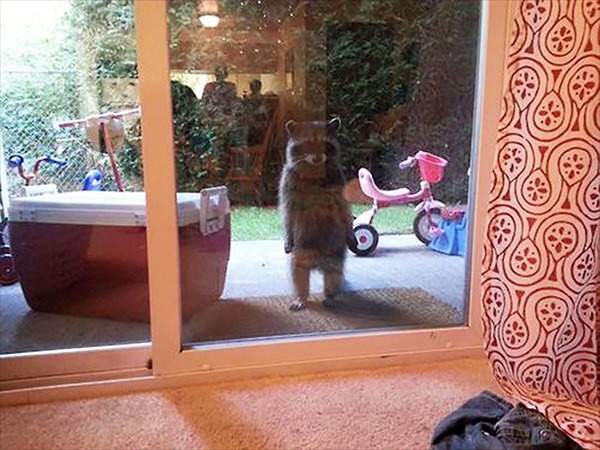 animals-asking-to-go-inside-28__605_R