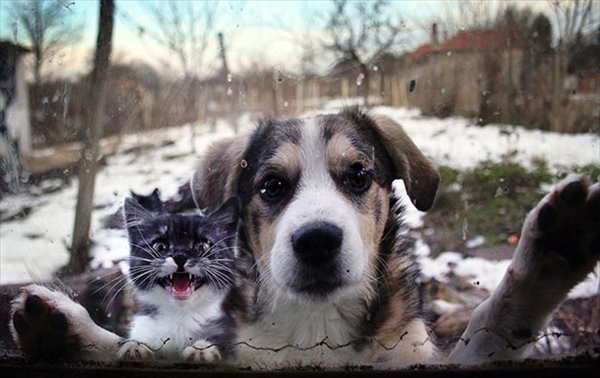 animals-asking-to-go-inside-3__605_R