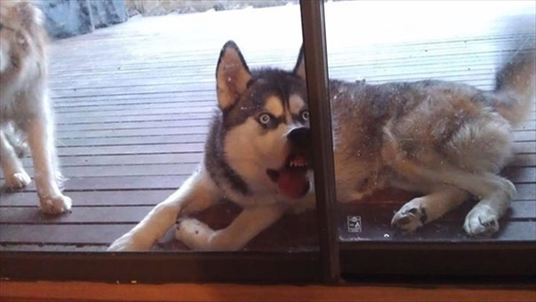 animals-asking-to-go-inside-43__605_R