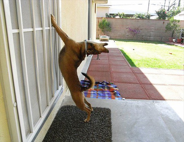 animals-asking-to-go-inside-4__605_R