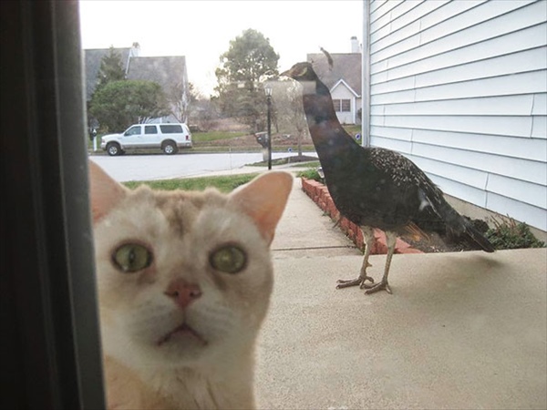 animals-asking-to-go-inside-6__605_R