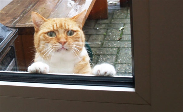 animals-asking-to-go-inside-7__605_R