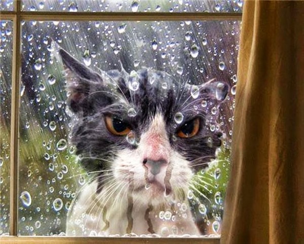 animals-asking-to-go-inside-8__605_R