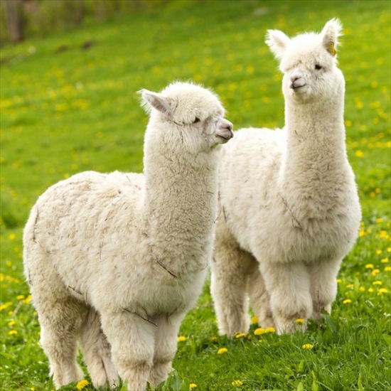 cute-alpaca-photos-02-580x580_R