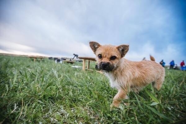 dog21r