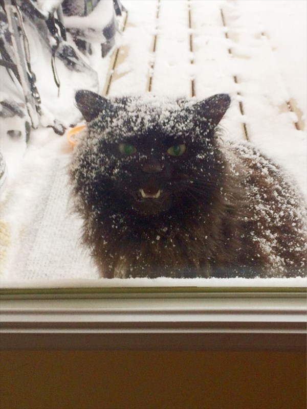 funny-animal-outside-door-let-me-in-17__605_R