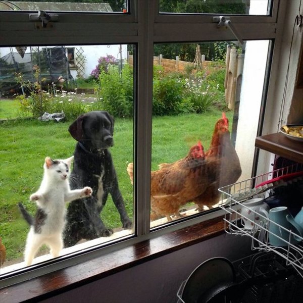 funny-animal-outside-door-let-me-in-20__605_R