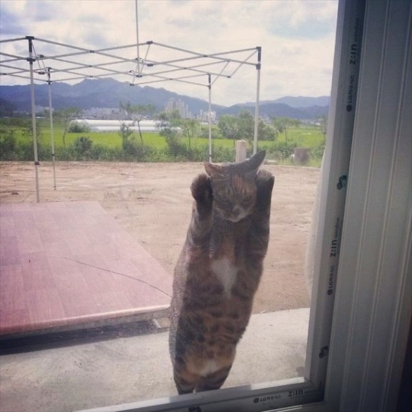 funny-animal-outside-door-let-me-in-22__605_R