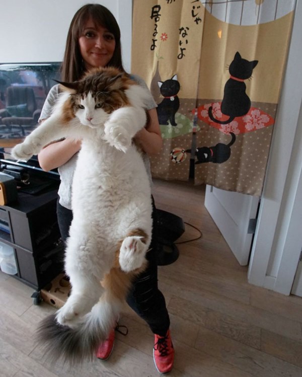 largest-cat-nyc-samson-jonathan-zurbel-19r