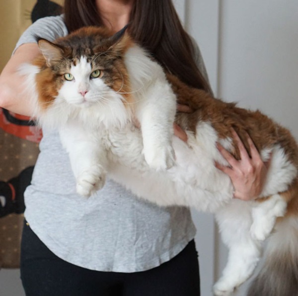 largest-cat-nyc-samson-jonathan-zurbel-28r