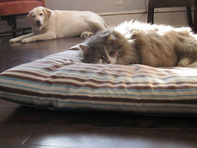dog10