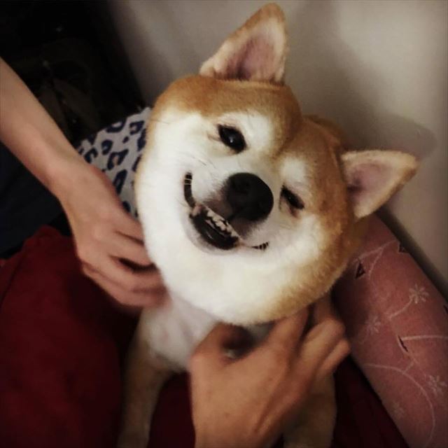 fd_shiba_05