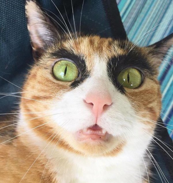 Purrfect-Eyebrows-2016-Trend-is-Present-in-the-Pet-World-5807beb62e6ba__700r