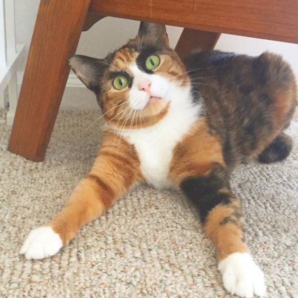Purrfect-Eyebrows-2016-Trend-is-Present-in-the-Pet-World-580873cca4326__700r