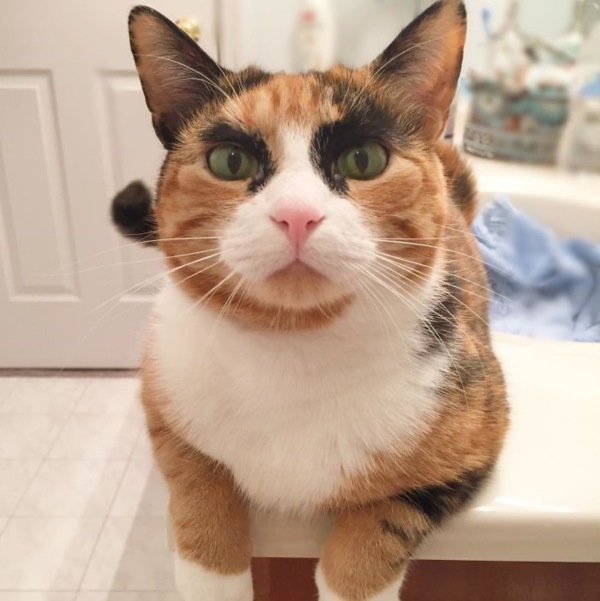 Purrfect-Eyebrows-2016-Trend-is-Present-in-the-Pet-World-580873d195577__700r