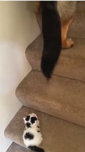 dog02