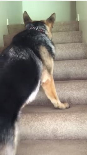 dog05