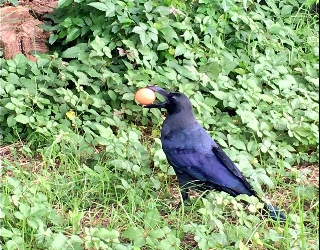 karasu01