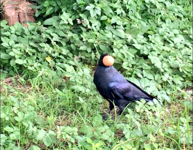 karasu02